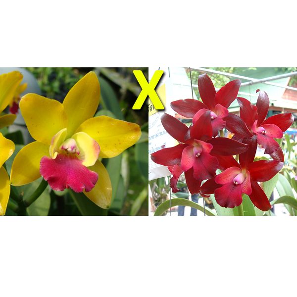 C348 · Laeliocattleya Loog Tone × Netrasiri Fireball