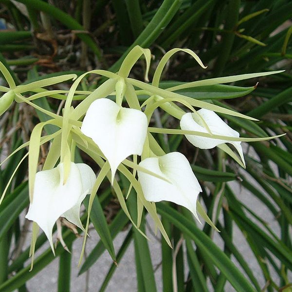 C355 · Brassavola nodosa