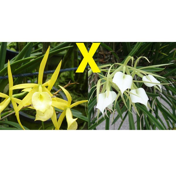 C356 · Brassavola Yellow Bird × nodosa