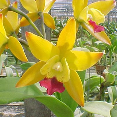 Sophrolaeliocattleya Netrasiri Doll 'Bicentenial' orchid, flower number C5