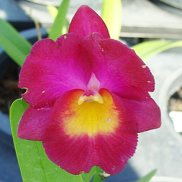 Cattleytonia Why Not 'Roundabout' AM/AOS orchid, flower number C54
