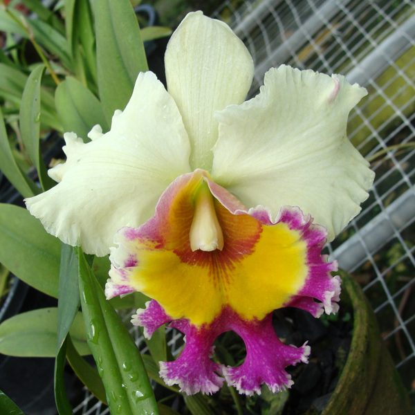 Brassolaeliocattleya Norman's Bay × Blc Greenwich 'Elmhurst' AM/AOS orchid, flower number C73