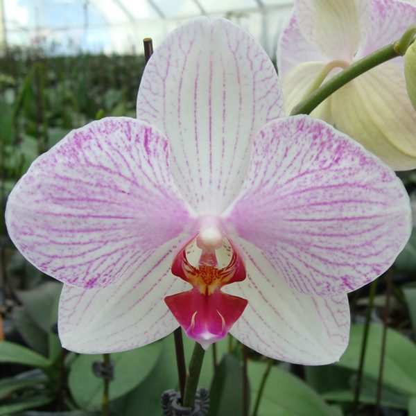 Phalaenopsis and Doritaenopsis: the moth orchids explained