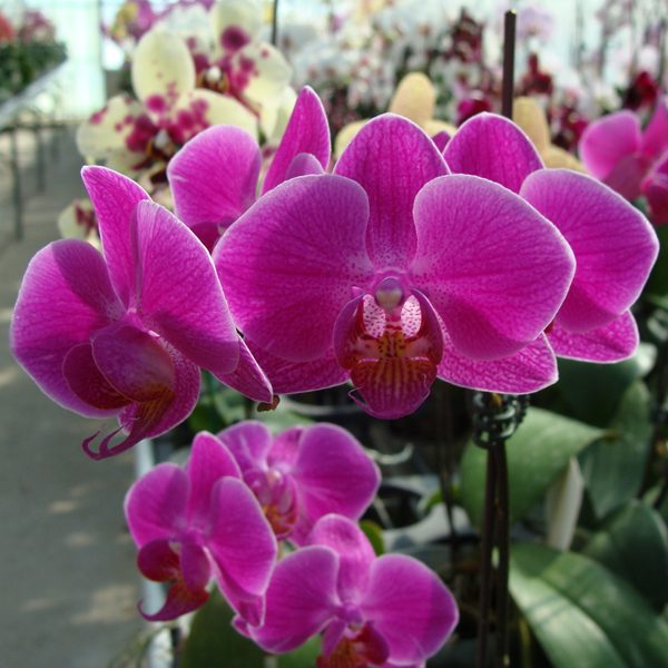 Doritaenopsis (Taisuco Pixie × Taisuco Candy) × Phalaenopsis Modern Stripe - Cassandra orchid, flower number CH1917