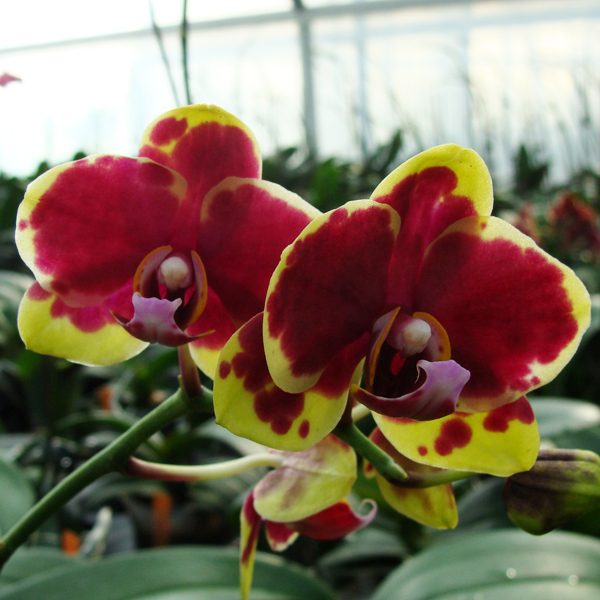 Phalaenopsis Haur Jin Princess × Doritaenopsis [Taisuco Stripe × (Taisuco Gaster - Equestris)] orchid, flower number CH1928