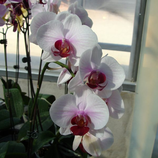 Phalaenopsis (Ho's Little Caroline × Doritaenopsis Mount Lip) × [Doritaenopsis Taisuco Stripe × (Taisuco Gaster-Equestris)] orchid, flower number CH1935