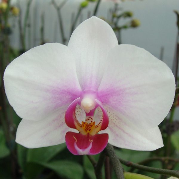 Phalaenopsis Ho's Little Caroline × Doritaenopsis Mount Lip orchid, flower number CH1940