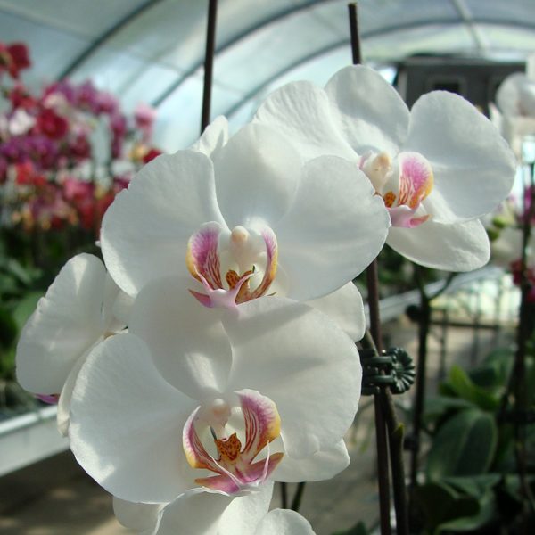 Phalaenopsis Ho's Fantastic Mirage × Doritaenopsis [Taisuco Stripe × ( Taisuco Gaster - Equestris)] orchid, flower number CH1947