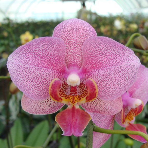 (Phalaenopsis Yellow Peoker - Ching Her Buddha) '305' × Schilleriana 'ST' orchid, flower number CH2016