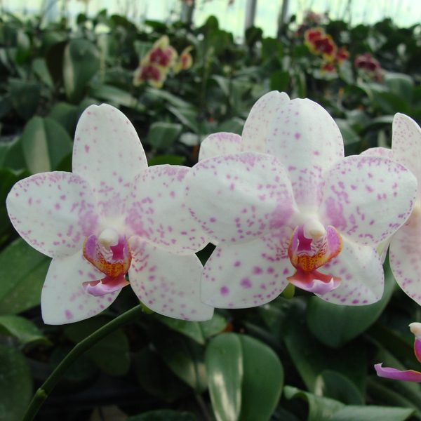 (Phalaenopsis Yellow Peoker - Ching Her Buddha) 'CHT-250' × Timothy Christopher 'Taida' orchid, flower number CH2019