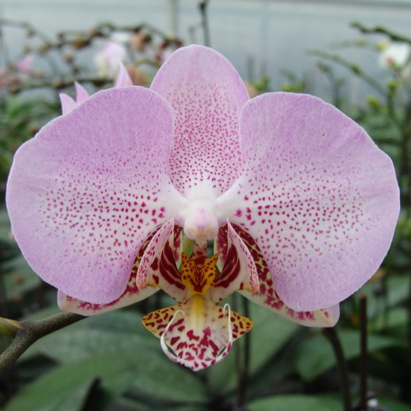 CH2038 · Doritaenopsis Leopard Prince × Phalaenopsisschilleriana ‘flavoured’