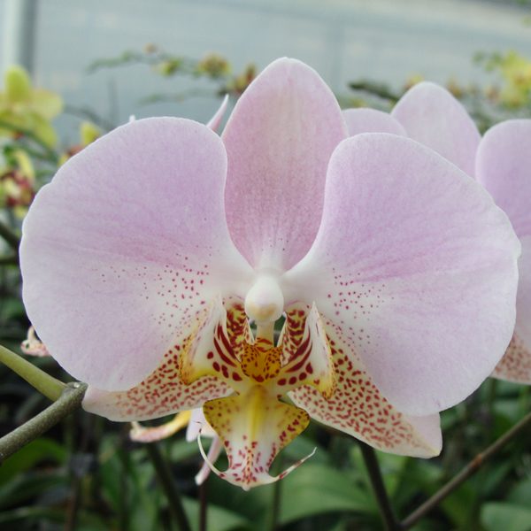 CH2073 · Doritaenopsis Leopard Prince ‘Sogo’ × stuartiana ‘yellow’