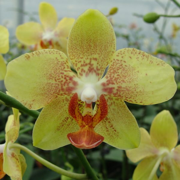 CH3000 · Phalaenopsis Haur Jin Princess × Phalaenopsis stuartiana