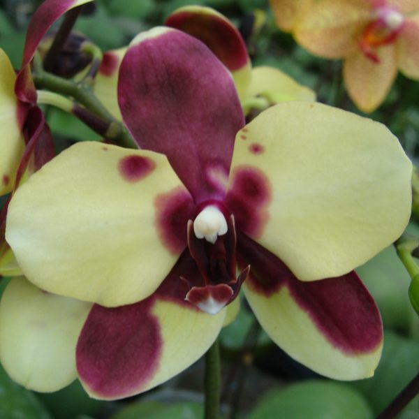 CH3002 · Phalaenopsis Haur Jin Princess ‘2300’ × Stuartiana ‘Yellow’