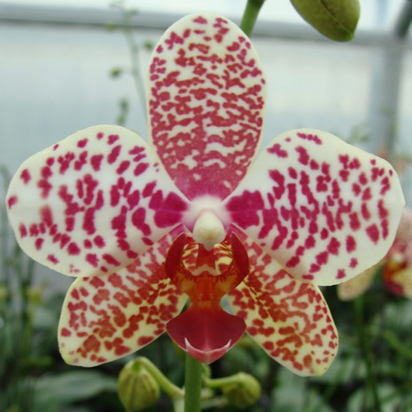 Phalaenopsis Dou dii Rose × Phalaenopsis stuartiana orchid, flower number CH3007