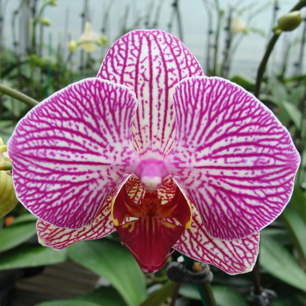 Phalaenopsis at home: the easiest orchid to keep in bloom