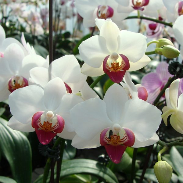 Phalaenopsis Amandinal × Doritaenopsis orchid, flower number CH3035