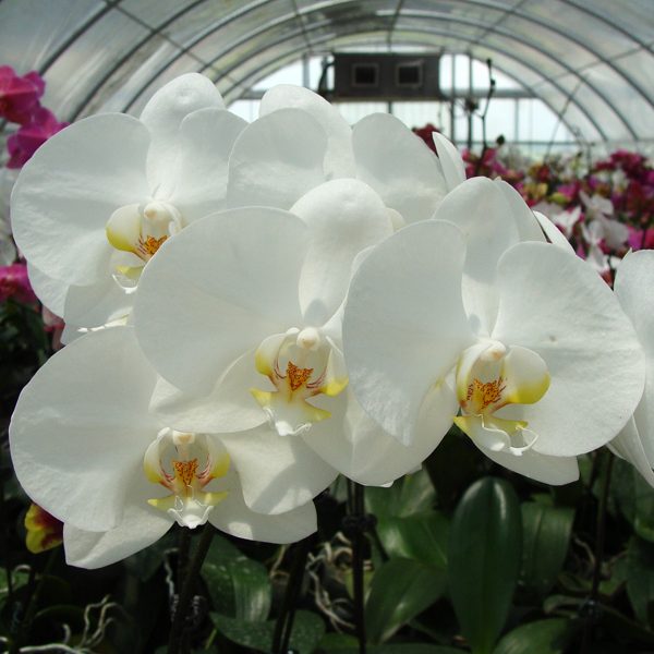 (Phalaenopsis Art Kala-Yukimai) × Grace Palm) '444' × Phalaenopsis Cygnus 'Regut' orchid, flower number CH3052