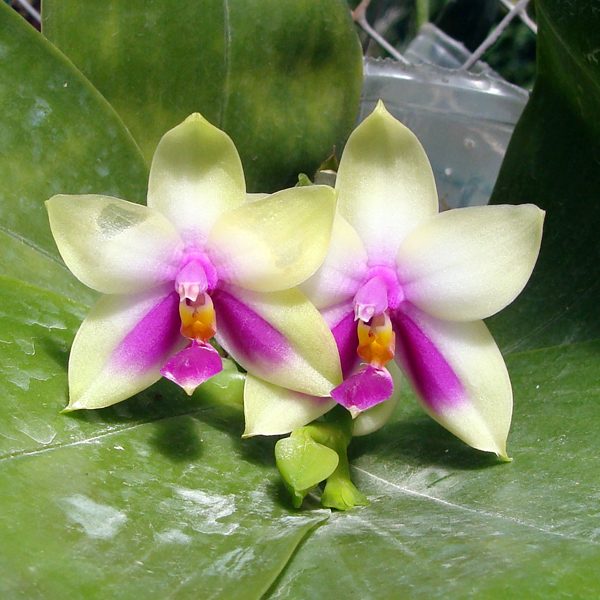 Phalaenopsis (Ching Ruey's Tiger × Haur Jin Diamond) × Phalaenopsis bellina 'Yung' orchid, flower number CH3062