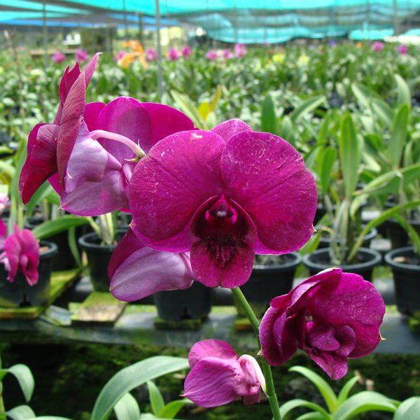 Dendrobium orchids: a grower’s guide to the library’s biggest group