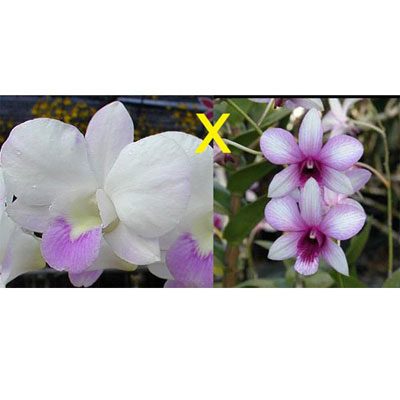 Dendrobium Heang Beauty × Burana Pearl orchid, flower number D396
