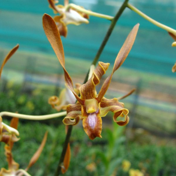 Dendrobium species strebloceras orchid, flower number D411