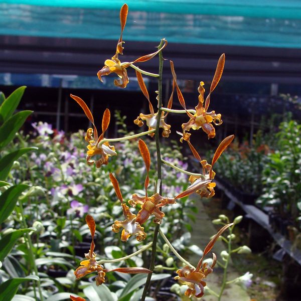 Dendrobium stebloceras liho-liho orchid, flower number D418