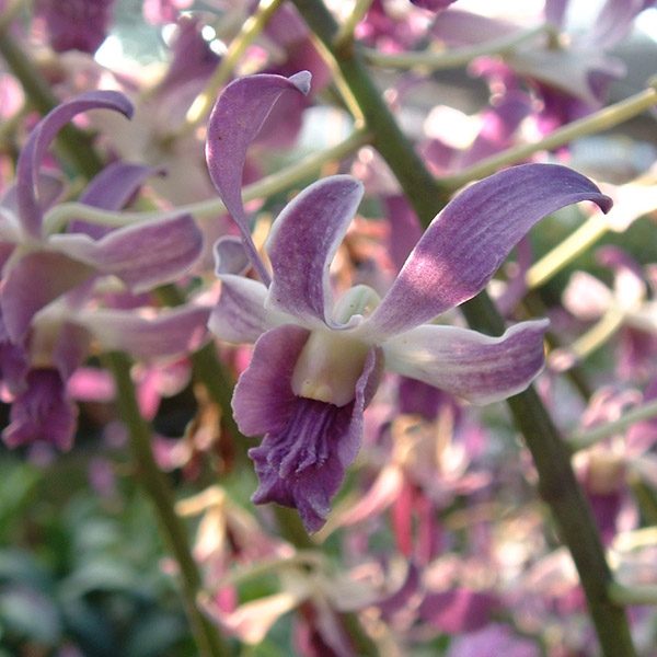 Dendrobium Gouldii × Betty Goto orchid, flower number D420