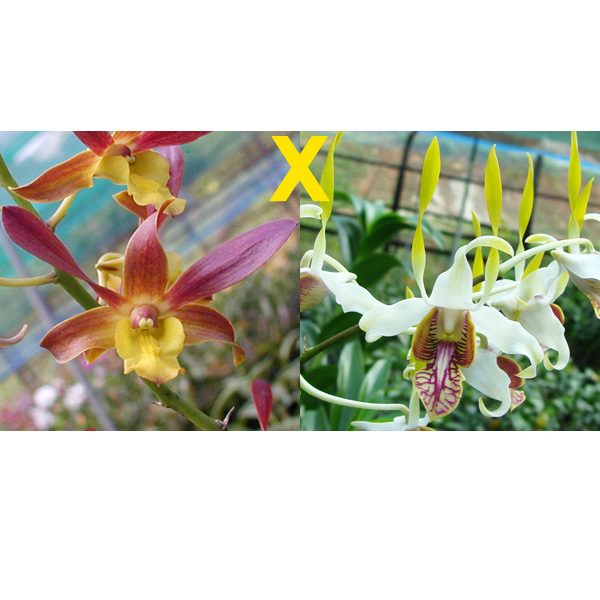 Dendrobium stratiotes orchid, flower number D422