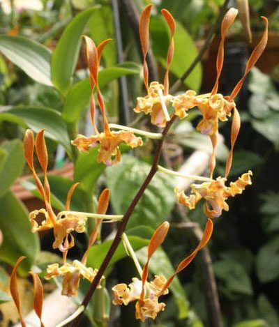 D425 · Dendrobium Strebloceras