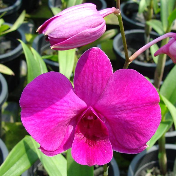 Dendrobium Majlis Perbandaran Taiping orchid, flower number D427