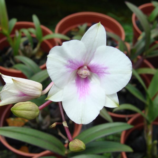 Dendrobium Compactum Hybrids orchid, flower number D432