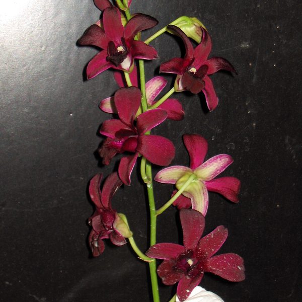 Dendrobium Penang Black Magic orchid, flower number D449