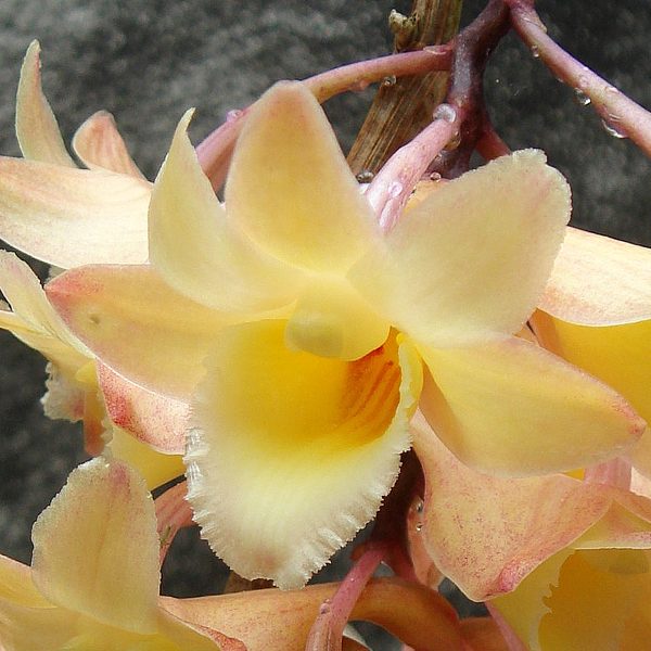 D457 · Dendrobium lampongense