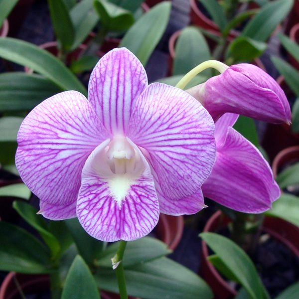 Dendrobium Compactum Hybride Pink Stripe orchid, flower number D486