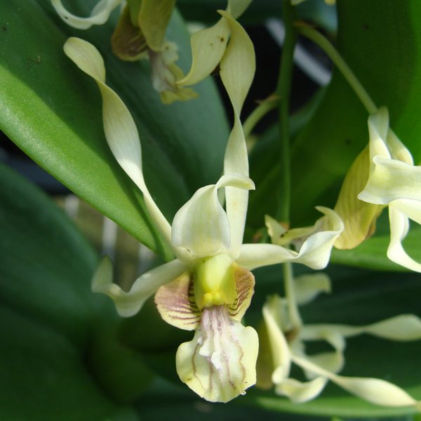 Dendrobium species stratiotes var. alba orchid, flower number D487