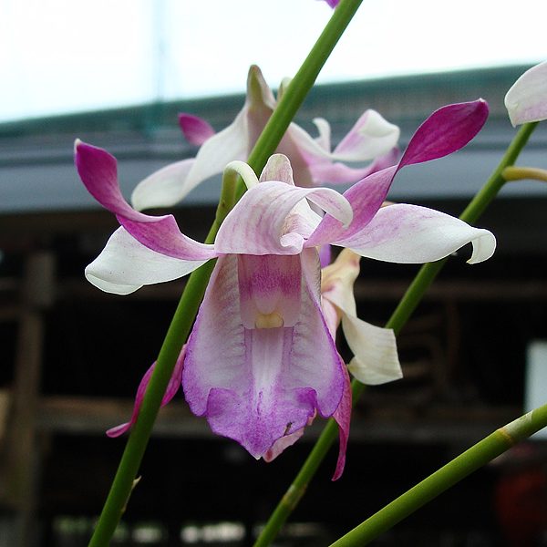 Dendrobium taurinum orchid, flower number D488