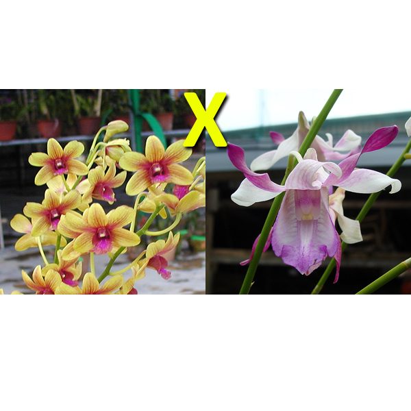 Dendrobium Bobby Mesina × taurinum orchid, flower number D492