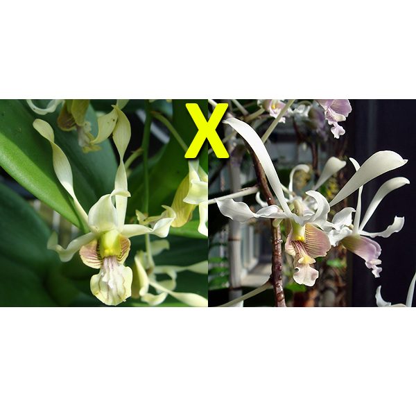 Dendrobium stratiotes var. alba × lineale orchid, flower number D495