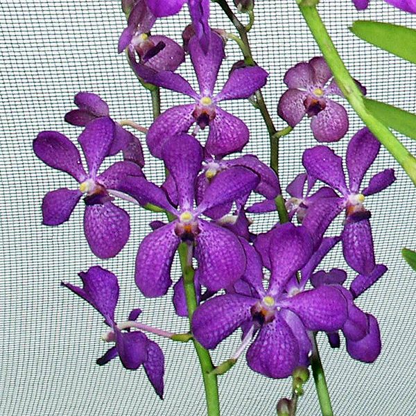 HA01 · Aranda Christine × Ascocenda Prapin Blue
