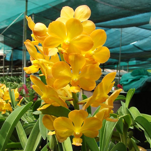 Ascocenda Jiraprapa × Fuchs Gold orchid, flower number HA02