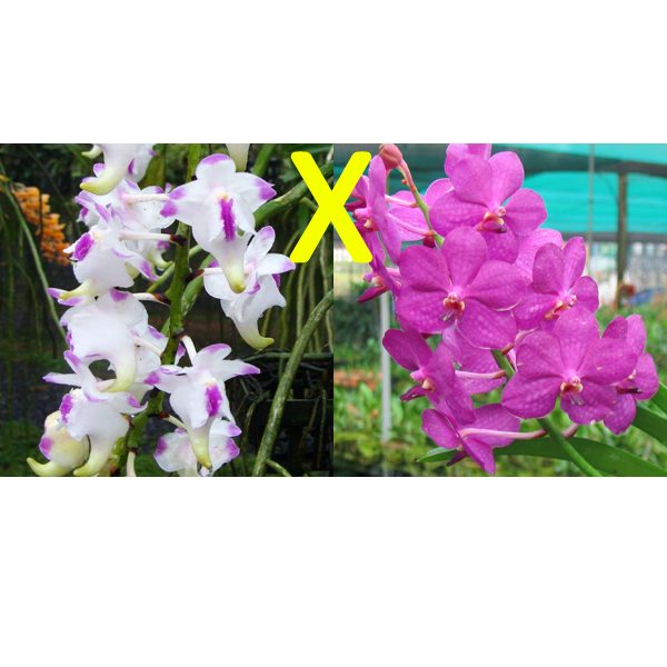 Aerides lawrenceae × Ascda Blue Boy orchid, flower number HA04
