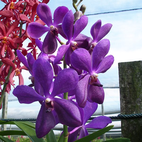 HA06 · Aranda Noorah ‘Blue’