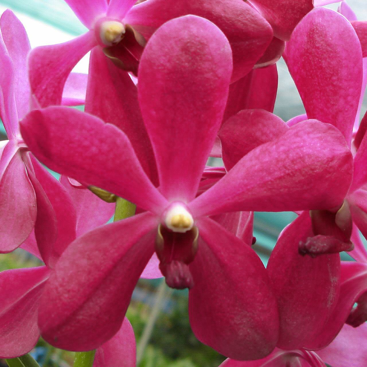 HA07 · Arachnis hookeriana × Vanda Dawn Nishimura