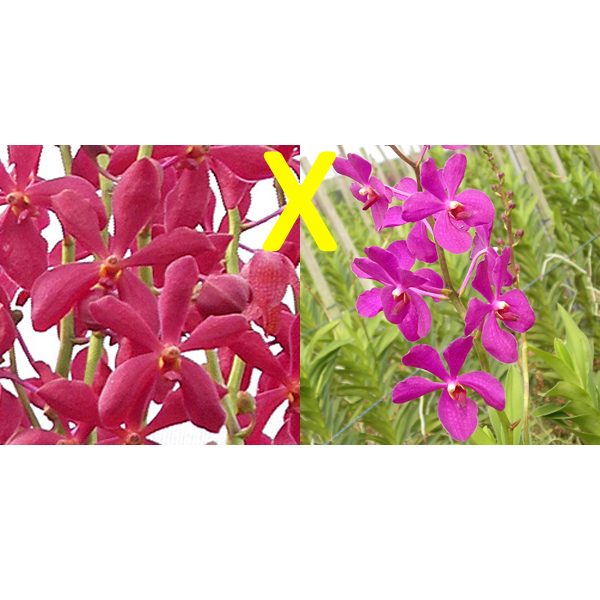 HM01 · Mokara Red × Mok Chin Oan