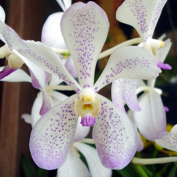 HM03 · Aranda Prapin Beauty