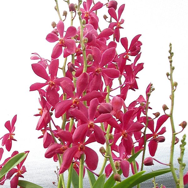 HM04 · Mokara Red