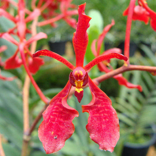 HR02 · Renanthera Kalsom