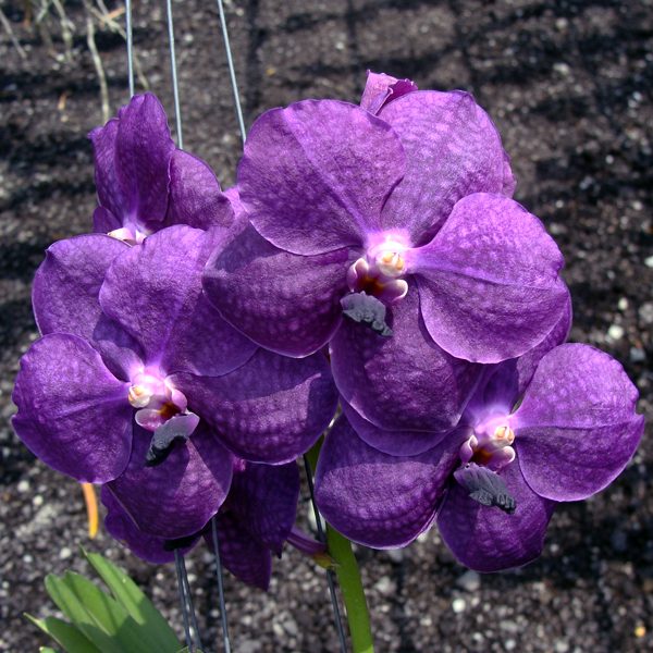 Ascocenda Adisak Blue orchid, flower number HV01