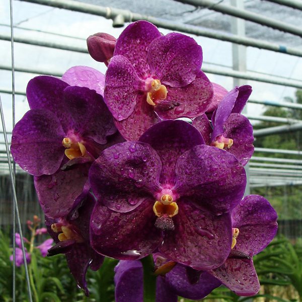 Ascocenda Chainarin orchid, flower number HV02